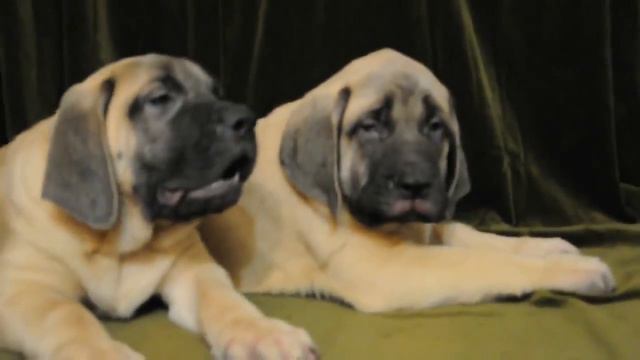 Щенки мастифа,For Sale !!! Puppies English Mastiff,kennel "Grand Life Energy " смотреть онлайн