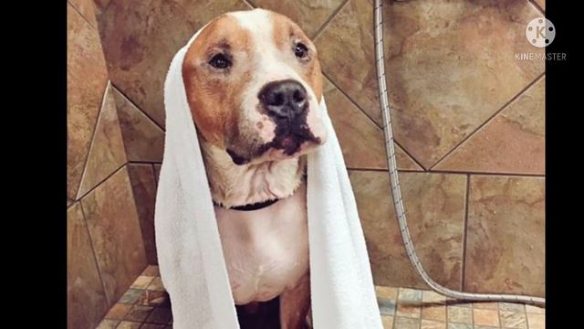 Студентка забрала питбуля из приюта, и он не может перестать обнимать её, только посмотрите на них смотреть онлайн