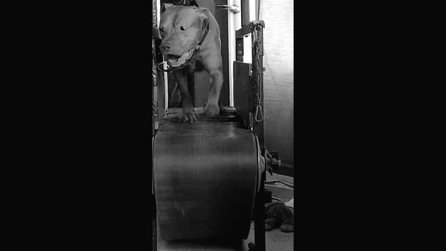 Keys And Pitfalls Of Conditioning Your Pitbull