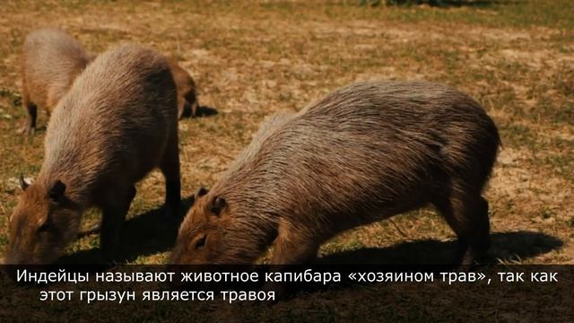 Капибара - как выглядит самый крупный грызун в мире, где обитает Капибара, интересные факты смотреть онлайн