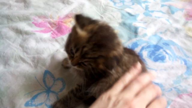 Трехцветная кошечка))) милаха смотреть онлайн