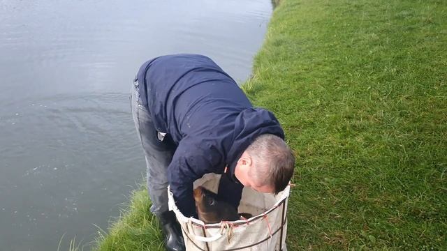 Обзор крупного карпа. Большое зарыбление в главный пруд. смотреть онлайн