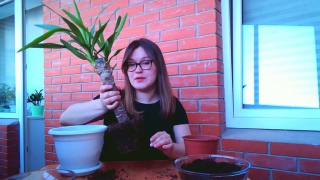 Как пересадить юкку: какой грунт нужен, как выбрать горшок, как часто пересаживать смотреть онлайн
