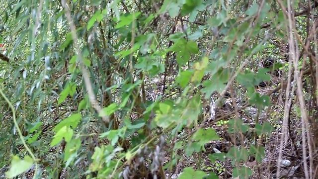 Голос пеночки-теньковки. Ноябрь, Кировоградская область.