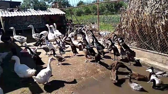 Наши чекушки подросли, утята индийского бегунка. смотреть онлайн