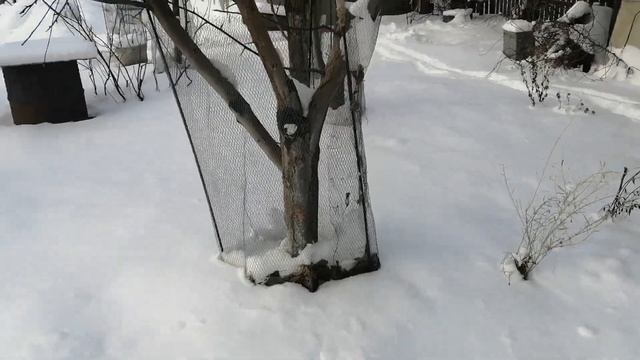 Укрытие персиков зимой, фундука и винограда в Сибири. Защита от мышей и зайцев. смотреть онлайн