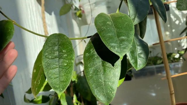 Hoya Hamiltoniorum-её судьба в коллекции под вопросом