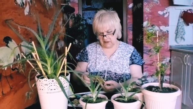 Утро. ПОДКОРМКА для БЕШЕНОГО РОСТА комнатных растений ???/VLOG/КОМНАТНЫЕ ЦВЕТЫ/ДОМАШНИЕ РАСТЕНИЯ смотреть онлайн