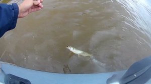 Рыбалка на Телецком озере! Ловля Сига, Щуки