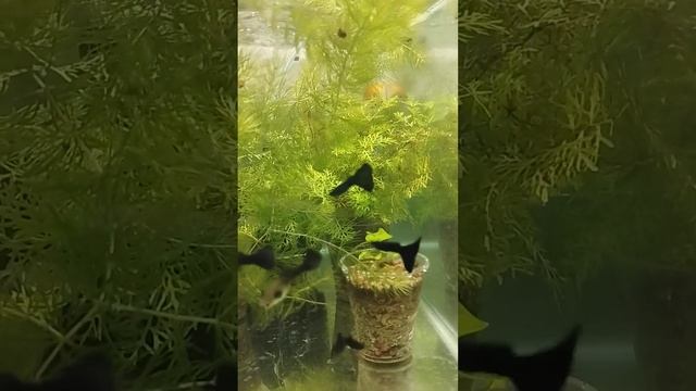 гуппи черный монах смотреть онлайн
