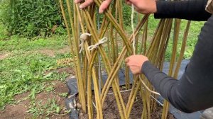 Русская ива. Мастер-класс. Живая беседка своими руками.