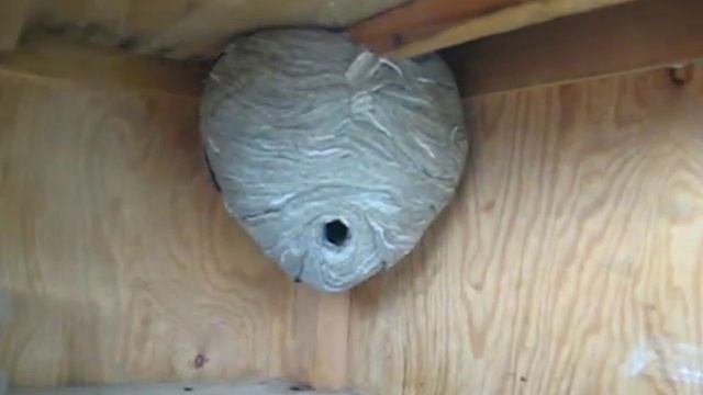 Большое осиное гнездо смотреть онлайн