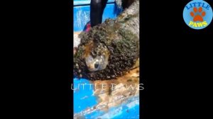 КОГДА ЕГО ОБНАРУЖИЛИ, НА НЕМ БЫЛИ УЖАСНЫЕ НАРОСТЫ! СМОТРИМ ИХ УДАЛЕНИЕ!