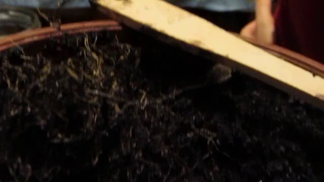 Moving Ficus Roots / Фикус двигает корнями