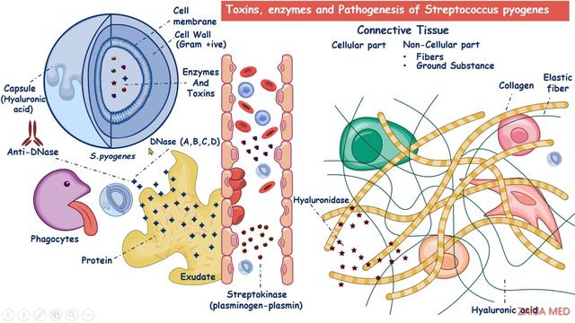 streptococcus pyogenes | Virulence factors | M protein | Streptolysin | Streptokinase | Toxins смотреть онлайн