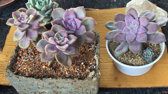 GRAPTOPETALUM SUPERBUM VS PURPLE DELIGHT || SUCCULENT CARE TIPS смотреть онлайн
