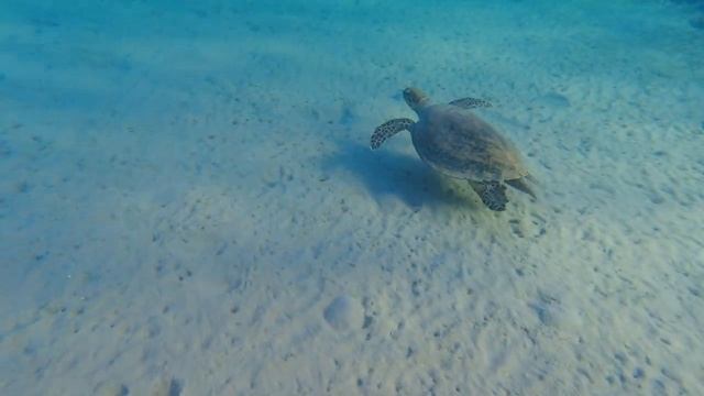 Черепаха в Красном море, Хургада смотреть онлайн