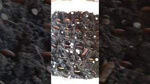 Орхидейное дерево Баухиния из семян 1 Часть