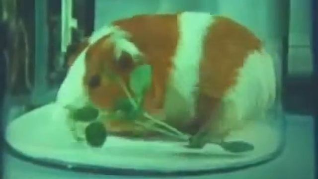 Videosos - Радиоактивный горох!