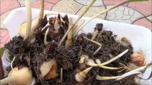 Тюльпаны.  Пересадка луковиц тюльпанов.