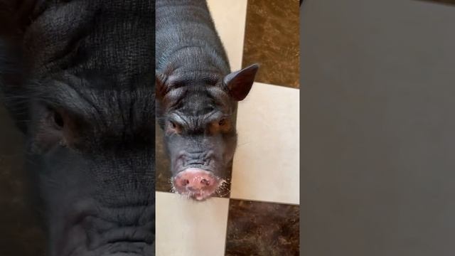 Свинья-интеллигент кушает творог с ложки смотреть онлайн