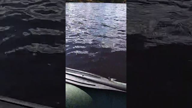 Щука 8,4 кг. Хотимское озеро, 05.10.2018. Спиннинг Aiko Baltasar II. смотреть онлайн