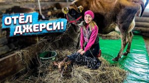 Проглядели отёл! Первая дойка Джерсейской нетели из Дании | Молодая Ферма
