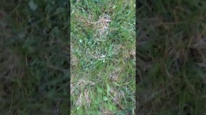 Fiskars как удалить одуванчики