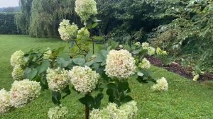 Лайм Лайт на штамбе ПОСЛЕ ЛИВНЕЙ 29.08.23.