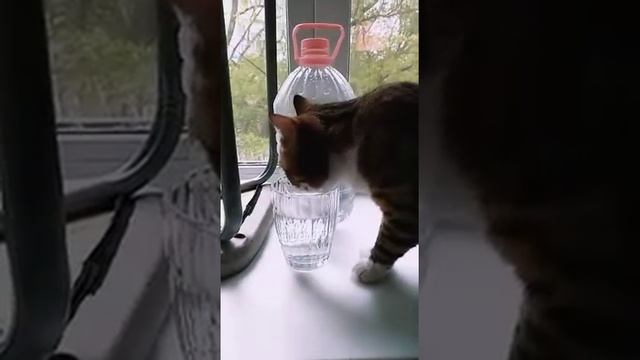 Так и не научился пить из миски. смотреть онлайн