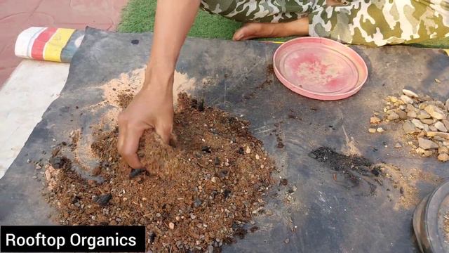 Adenium के लिए अच्छी मिट्टी कैसे बनाएं | Best Soilmix for Desert Rose Repotting Adenium Plant Care смотреть онлайн