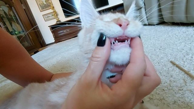 Как меняются зубы у котенка мейн-куна смотреть онлайн