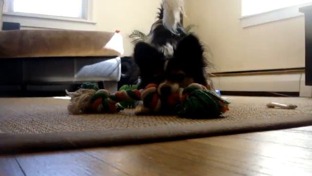 Papillon vs. Phalanges смотреть онлайн