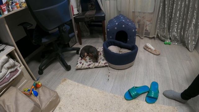 УРА! Чихуахуа Макар научился подниматься по лесенке на кровать! смотреть онлайн