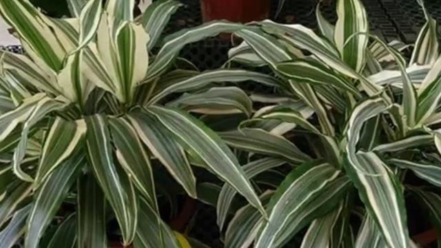 ДРАЦЕНА. Особенности ухода. Как ухаживать за Драценой в домашних условиях.