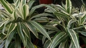 ДРАЦЕНА. Особенности ухода. Как ухаживать за Драценой в домашних условиях.