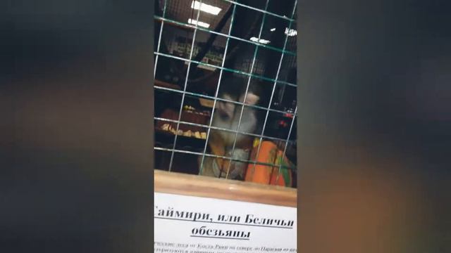 Контактный зоопарк смотреть онлайн