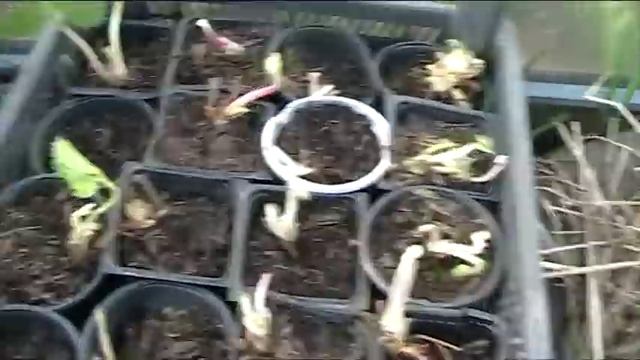 Как спасать рассаду? А виноват ли продавец? Как быть? Чем полить? // Секреты хороших урожаев.