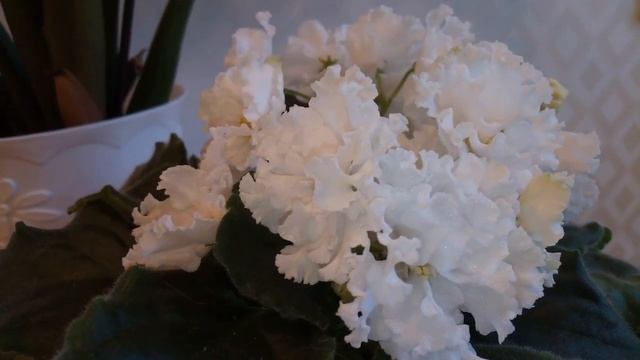 Цветение моей фиалки Букет невесты смотреть онлайн