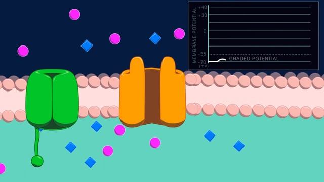 Ионные каналы. Белки - переносчики | Клеточная биология (Цитология) | НМИЦ им. В. А. Алмазова смотреть онлайн
