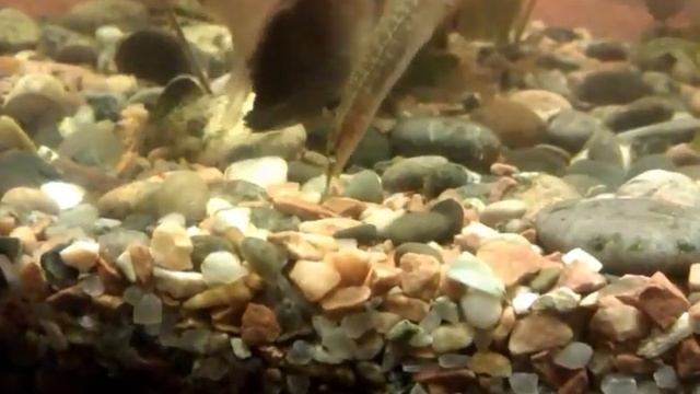 My Aquarium: №1 - Макрогнатус кушает / Makrognatus eats смотреть онлайн