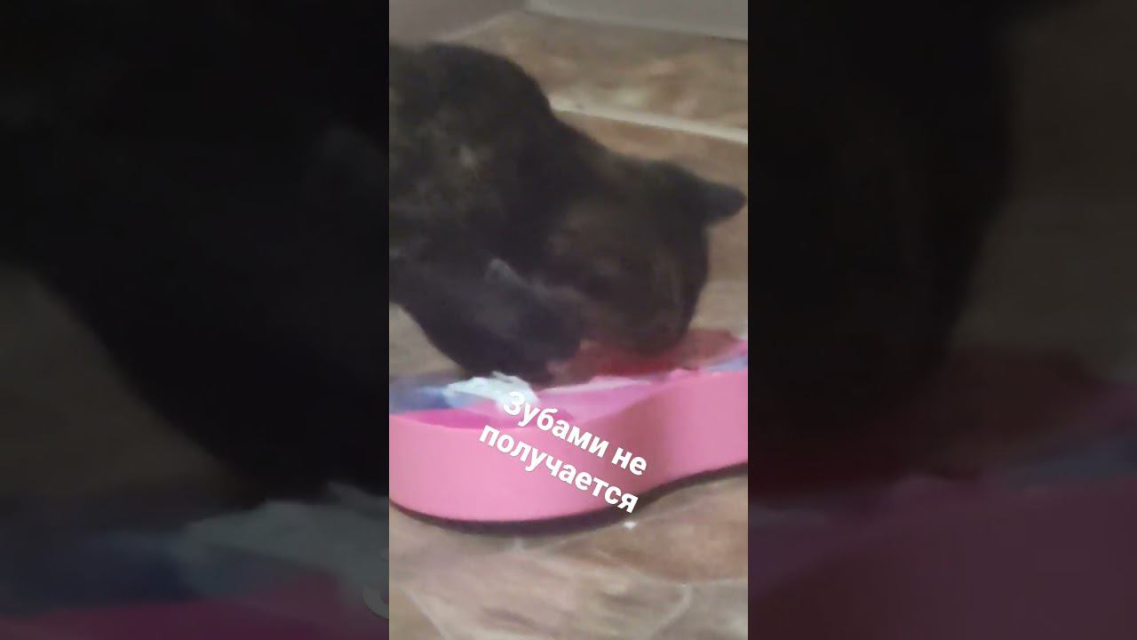 #fyr #fyp #on #кот #кошка #like #cat #Питомец