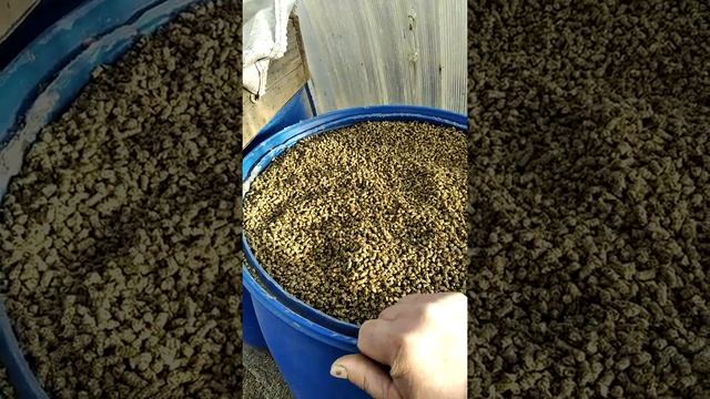 Преимущество травяной гранулы перед сеном смотреть онлайн