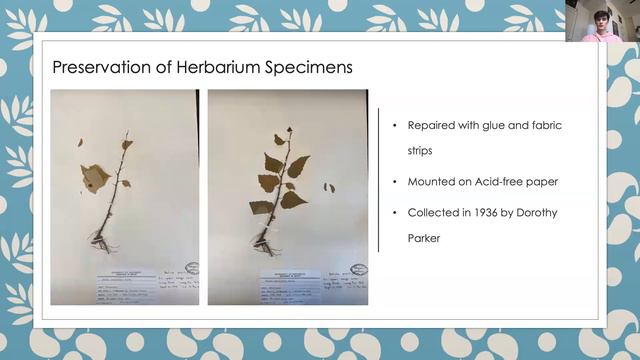 Herbaria: Valuable, But Fragile Treasure Troves of Data смотреть онлайн