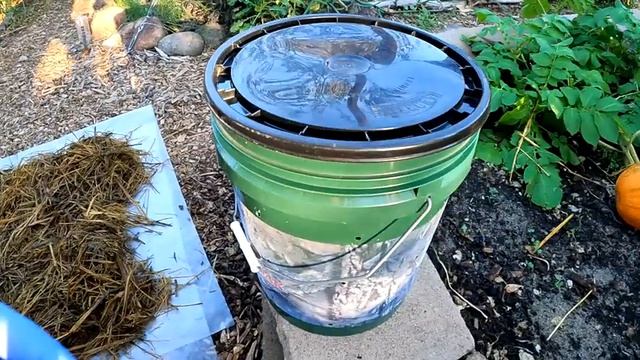 How To Grow Pounds Of Delicious Oyster Mushrooms In A 5 Gallon Bucket Full Of Straw! смотреть онлайн