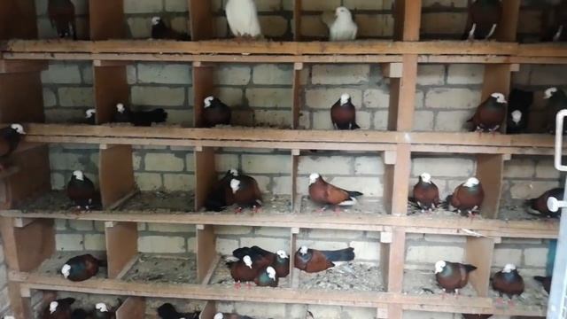Голуби редкой породы. / Rare breed pigeons / смотреть онлайн