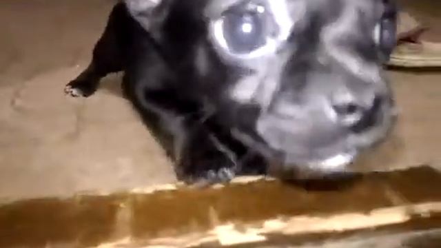 Щенки чихуахуа черные смотреть онлайн