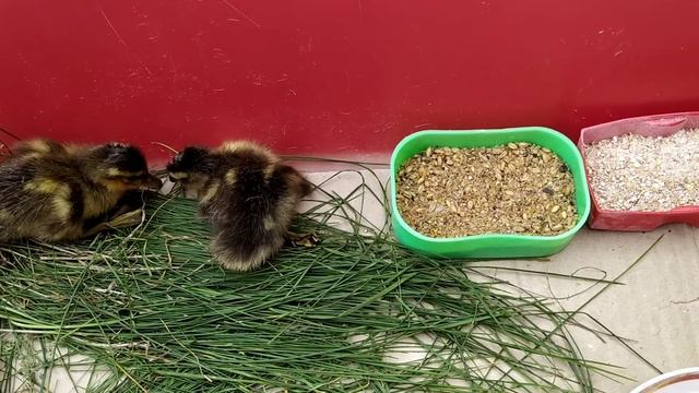 Инкубация яиц подсадных уток 3! Результат! смотреть онлайн