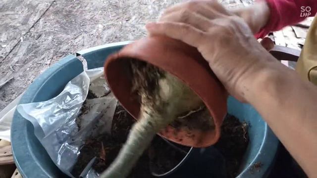 Proses tukar pasu pokok adenium смотреть онлайн