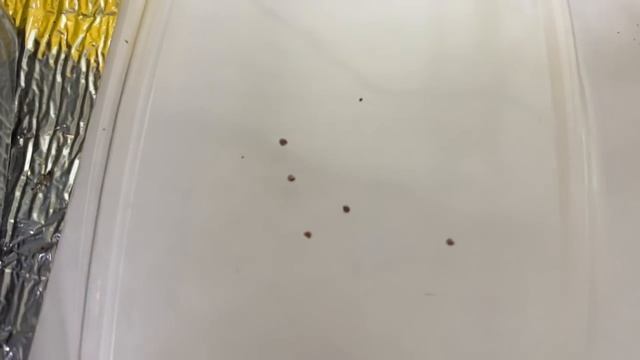 Как правильно посеять землянику садовую крупноплодную. смотреть онлайн